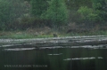beavers, scotland, aigas, wild-08